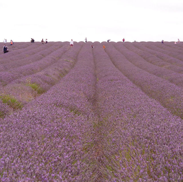 Hitchin (Lavander farm)