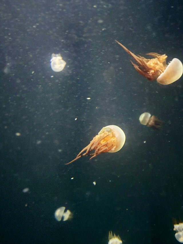 【日本東北】加茂水族館：世一水母水族館，深藍色水槽前夢幻打卡