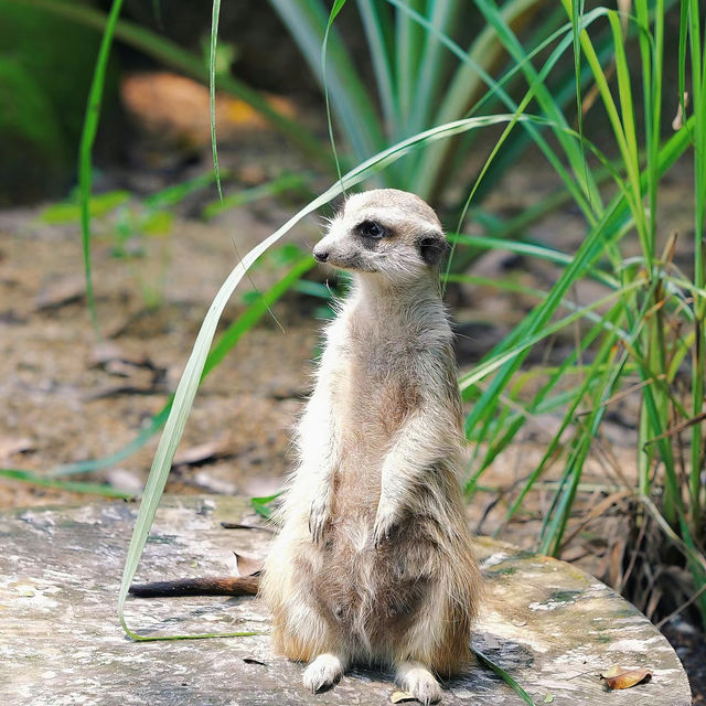 新加坡動物園：熱帶雨林奇幻之旅