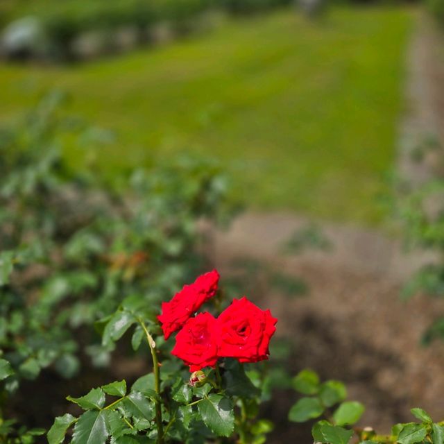 일본여행 홋카이도대학 식물원 北海道大学 植物園
