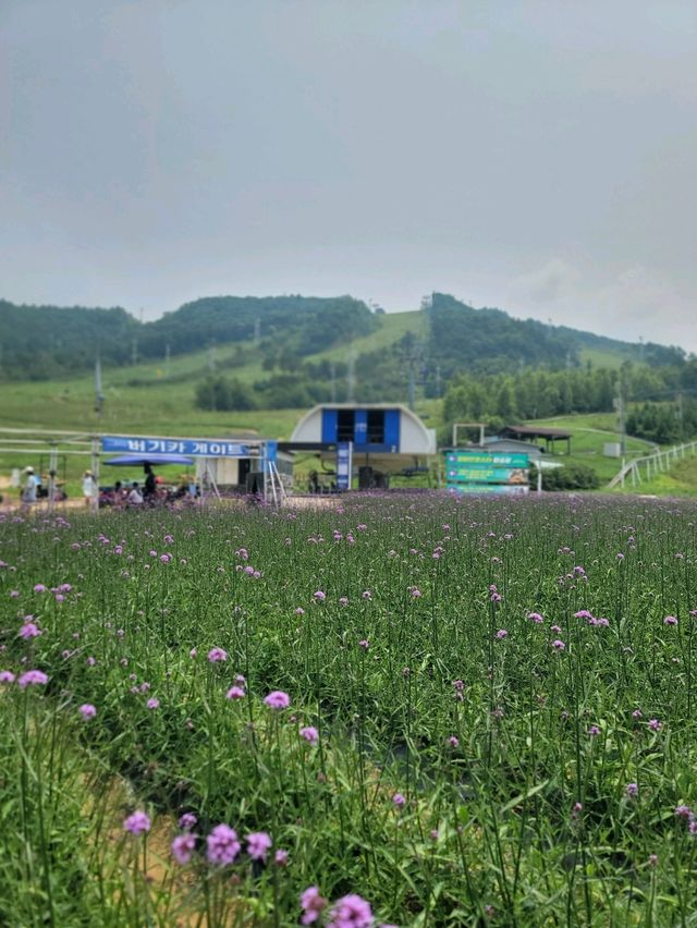 여름에도 힐링 그자체인 평창 알펜시아리조트💙