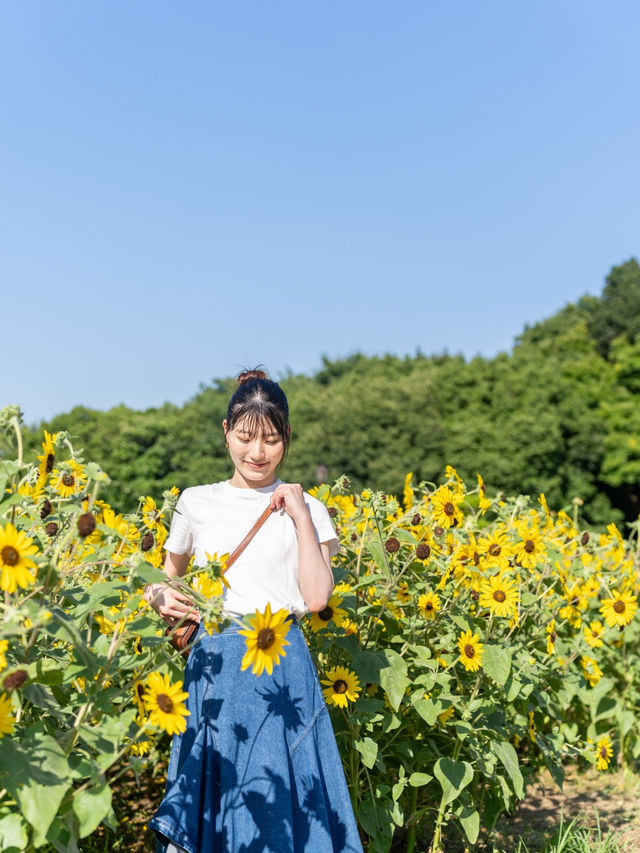 【東京都/葛西臨海公園】今だけ無料で楽しめるひまわり畑とキラキラの世界