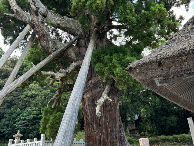 自然豊かな隠岐の島🌿(島後)