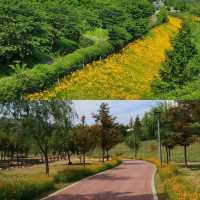 【8月好去處】Unjeong Lake Park：清新涼爽的大自然空氣，花很漂亮！適合8月的景點！