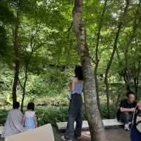 【軽井沢】必ず抑えたい自然を感じられる大人気スポット🌱