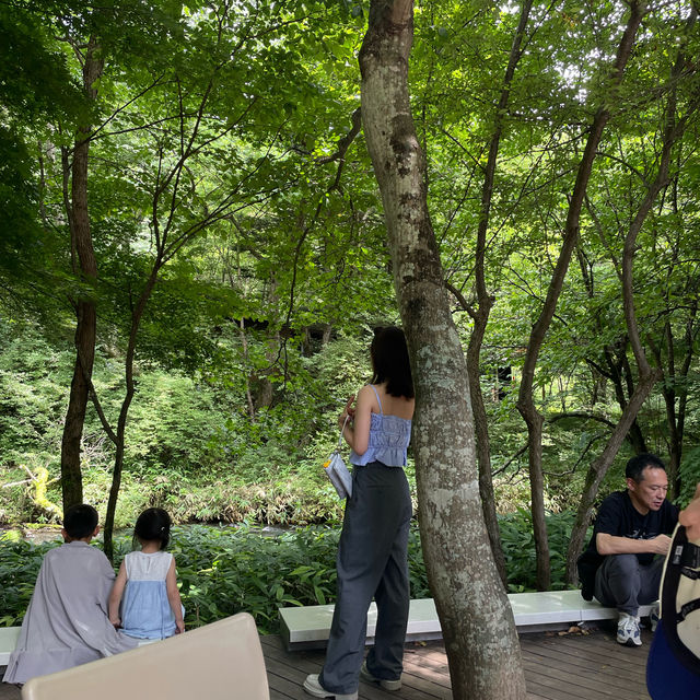 【軽井沢】必ず抑えたい自然を感じられる大人気スポット🌱