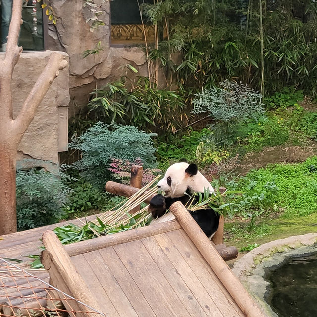 귀여운 판다 보러가실래요?💕