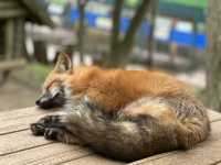 〝大自然の中でキツネたちと遊ぼう〟