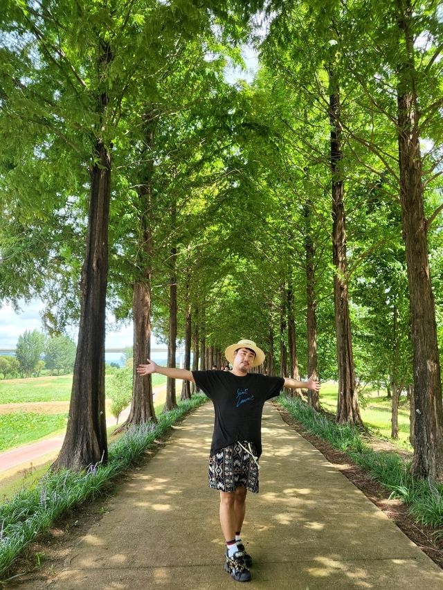공주에서도 볼수 있는 메타세콰이어길