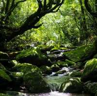 Beautiful Forest in Yakushima Island 