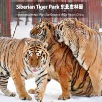 📍 Siberia Tiger Park 黑龙江·哈尔滨|东北虎林园  สถานที่ท่องเที่