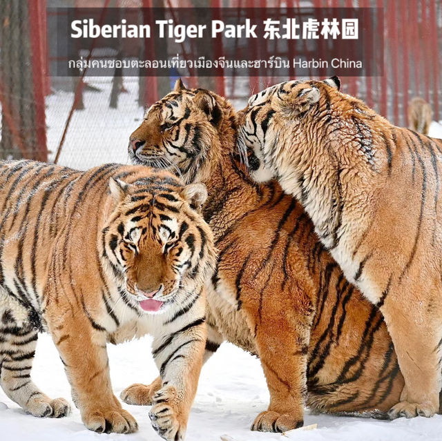 📍 Siberia Tiger Park 黑龙江·哈尔滨|东北虎林园  สถานที่ท่องเที่