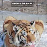 📍 Siberia Tiger Park 黑龙江·哈尔滨|东北虎林园  สถานที่ท่องเที่