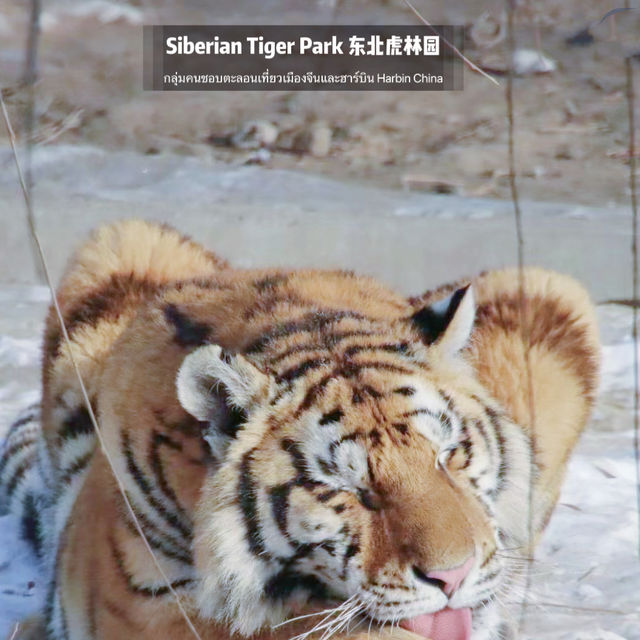 📍 Siberia Tiger Park 黑龙江·哈尔滨|东北虎林园  สถานที่ท่องเที่