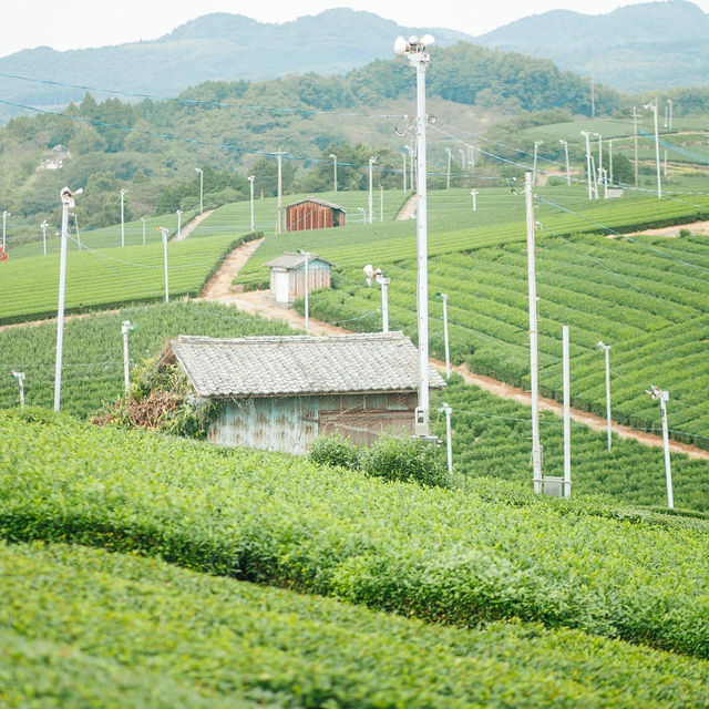 Steeped in Serenity: Yame Tea Paradise