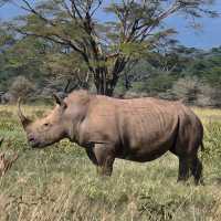 The Ultimate Safari in Serengeti National Park, Tanzania