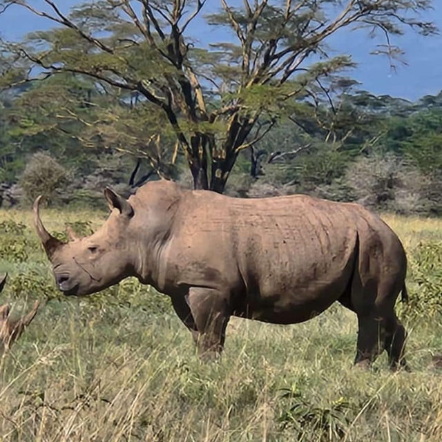 The Ultimate Safari in Serengeti National Park, Tanzania