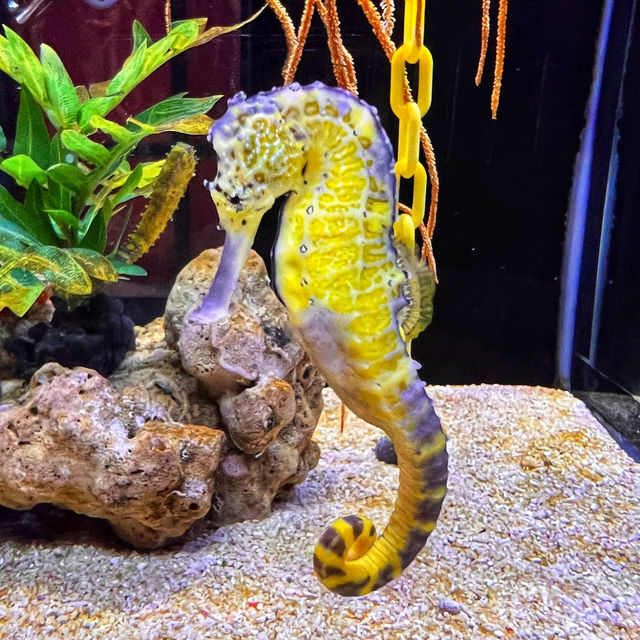 🇲🇾 Explore a World of Fish Wonders at Port Dickson