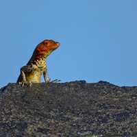 Ecuador – Wildlife Wonderland