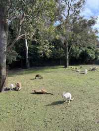 【オーストラリア/パース】人気者たちに会える動物園🐨