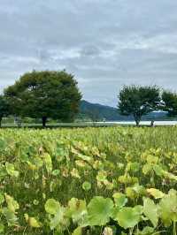 푸른 여름의 풍성한 자연을 느껴보실 수 있는 💚 경기도 양평 근교 여행 추천 🌳