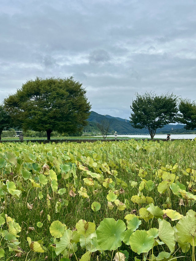 푸른 여름의 풍성한 자연을 느껴보실 수 있는 💚 경기도 양평 근교 여행 추천 🌳