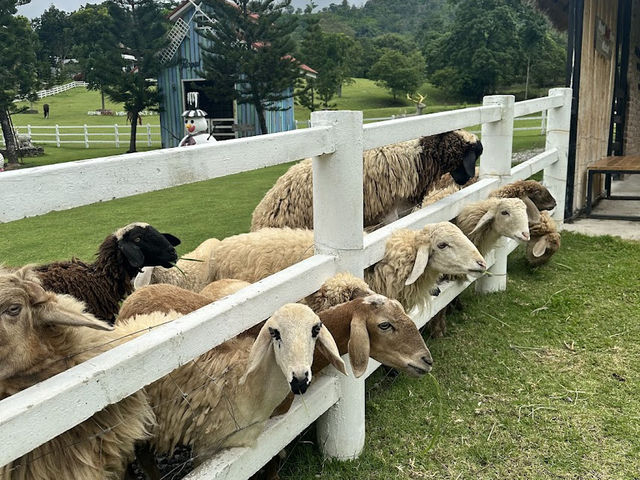 🌳Royal Good View Resort & Farm