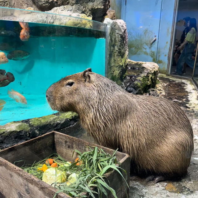 ～下關市立水族館～美麗海洋世界～