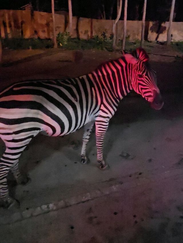 Chiang Mai Night Safari