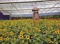 Flowers blooming at Flora Park, Cameron Highlands