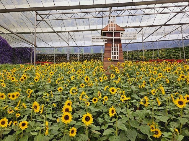 Flowers blooming at Flora Park, Cameron Highlands