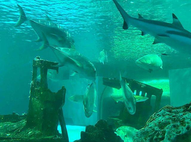 อควาเรียมบางแสน: อควาเรียมที่ไม่ควรพลาด 🐠