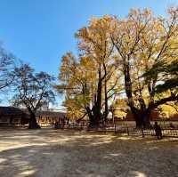 Autumn Splendor at Changdeokgung Palace
