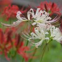 ทุ่ง Spider Lilly,ทานตะวัน,ทุ่งนาศิลปะในที่เดียว