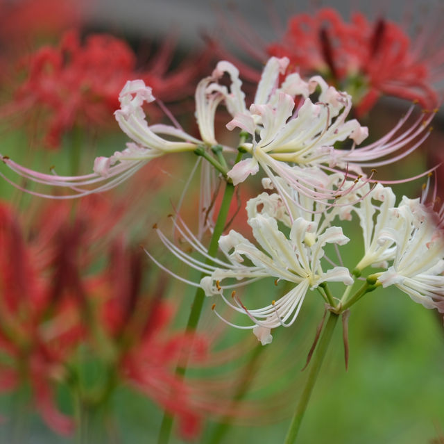 ทุ่ง Spider Lilly,ทานตะวัน,ทุ่งนาศิลปะในที่เดียว