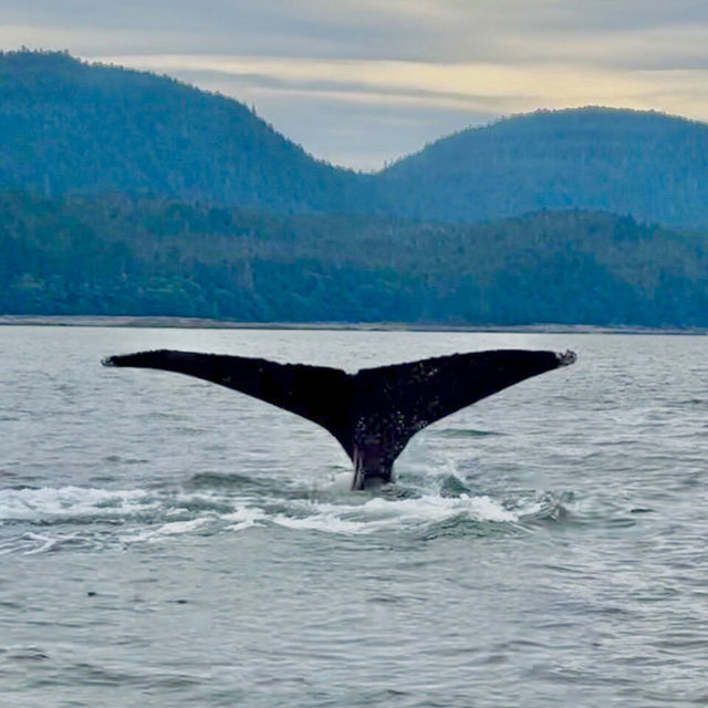 Bucket list ✅ Whale 🐳 Watching Cruise in Juneau, Alaska