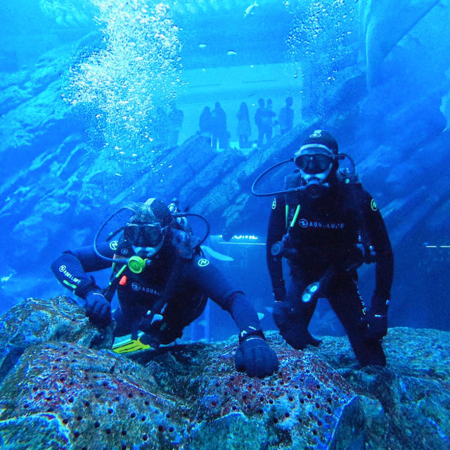 An Enchanting Experience at the Dubai Aquarium