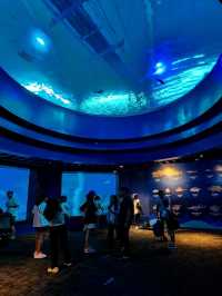 Under the Sea at Sentosa