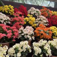 【大分】季節のお花が楽しめるスポット