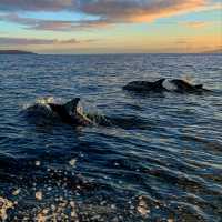 The Wonders of Auckland and Waiheke Island