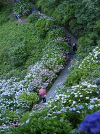 日本紫陽花節：300百萬球花海好震撼！