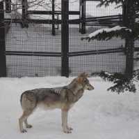 Asahiyama ZooHokkaido