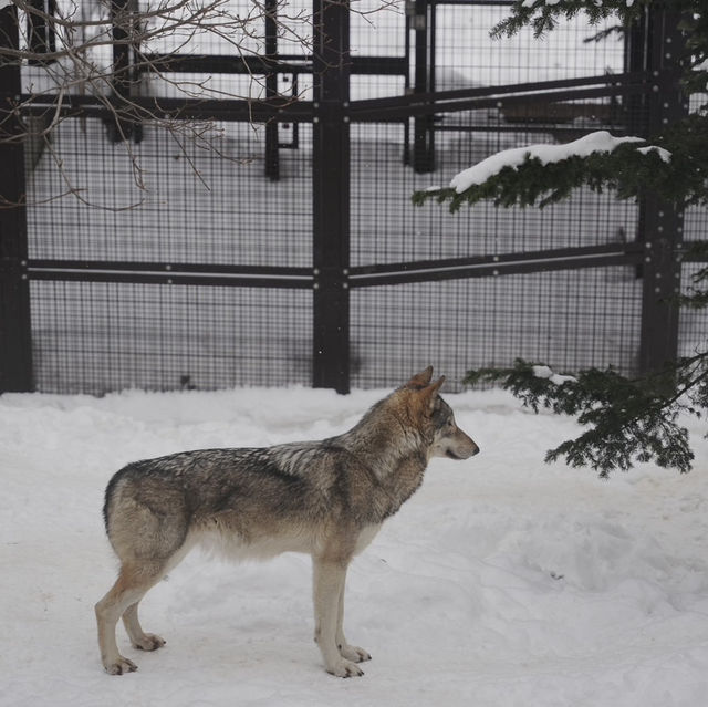 Asahiyama ZooHokkaido
