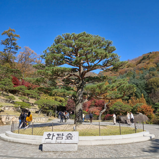 경기도 광주 여행 가을 단풍 화담숲