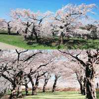 北海道賞櫻花好去處