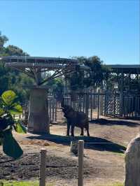 🐻미국 최고의 여행지 샌디에고 동물원 San diego zoo🐒