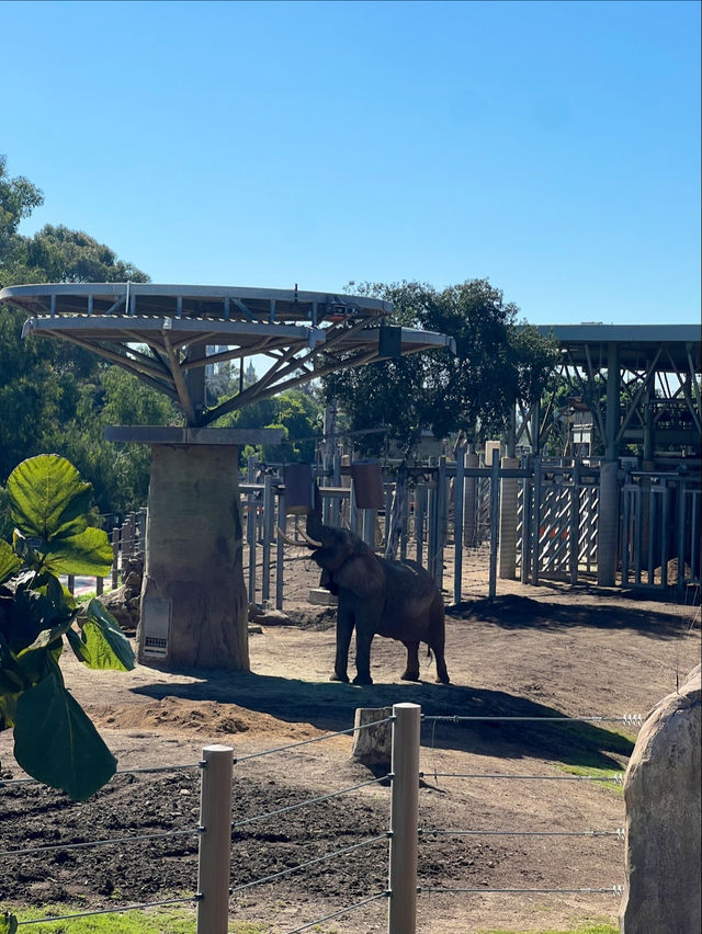 🐻미국 최고의 여행지 샌디에고 동물원 San diego zoo🐒