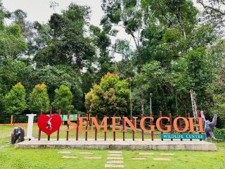Experiencing Semenggoh Wildlife Centre