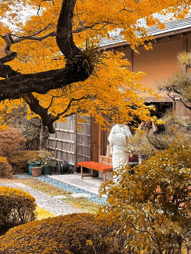 福岡松風園行程全攻略🥰楓葉觀景超美❤️