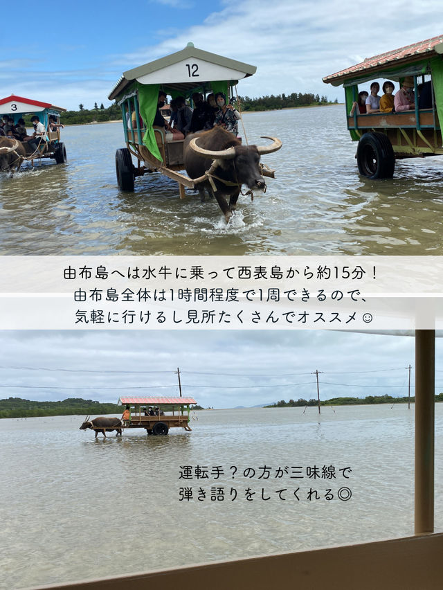 【由布島】西表島から水牛車に乗って行く！コンパクトな島を散策しよう